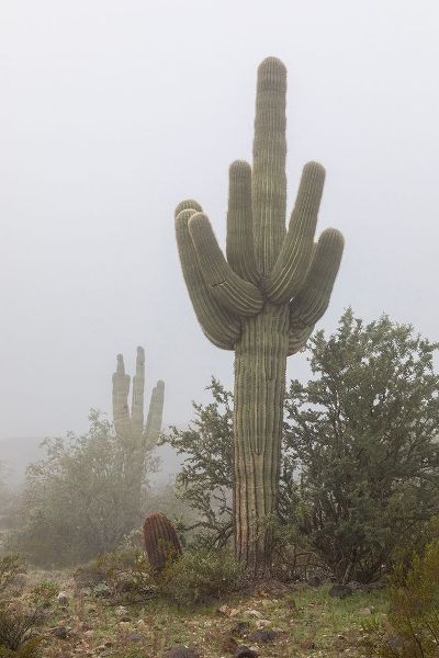 Arizona-Buckeye Saguaro cactus in fog